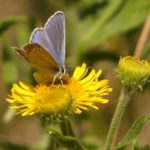 Photo of a pretty blue butterfly sitting on a bright yellow flower