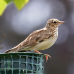 Photo of a brown mottled bird, a Woodlark, sitting on the edge of a plastic tree protector.