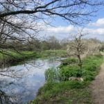 Photo of a spring scene, with a river and a wide footpath running alongside. Bushes in blossom.