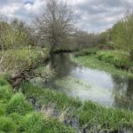 Photo of a spring scene, with a river full of green water plants and willow trees just coming into leaf.