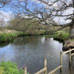 Photo of a riverside scene, with a mature oak tree and the river lapping up to the banks.