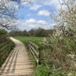 Photo of a spring scene, with a wide footpath crossing a wooden bridge. Bushes in blossom either side.