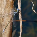 Photo of an iridescent insect with clear, intricately veined wings.