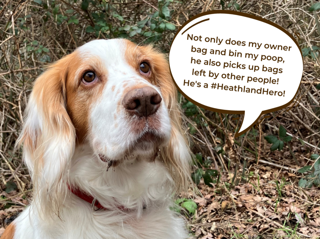 Photo of a spaniel with a speech bubble that says "Not only does my owner bag and bin my poop, he also picks up bags left by other people! He's a #HeathlandHero!"