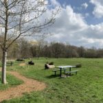 Photo of a spring scene with a tree coming into leaf. Picnic benches and wooden sculptures representing the life stages of a butterfly.