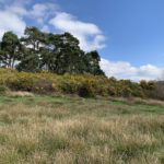 Photo of a a wooded knoll surrounded by flowering gorse.