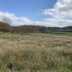 Photo of a wetland meadow, with course vegetation.