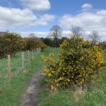 Photo of flowering gorse bushes along the fence line. Broadmoor Hospital is visible on the skyline.