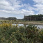 Photo of a wide open landscape, gorse bushes in the foreground and pine tress and the historic tower in the distance.