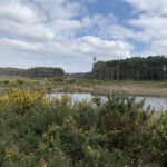 Photo of a wide open landscape, gorse bushes in the foreground and pine tress and the historic tower in the distance.