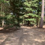 Photo of a shady path going through large conifer trees.