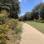 Photo of a a pair of people walking along a concrete track flanked by gorse bushes in flower.