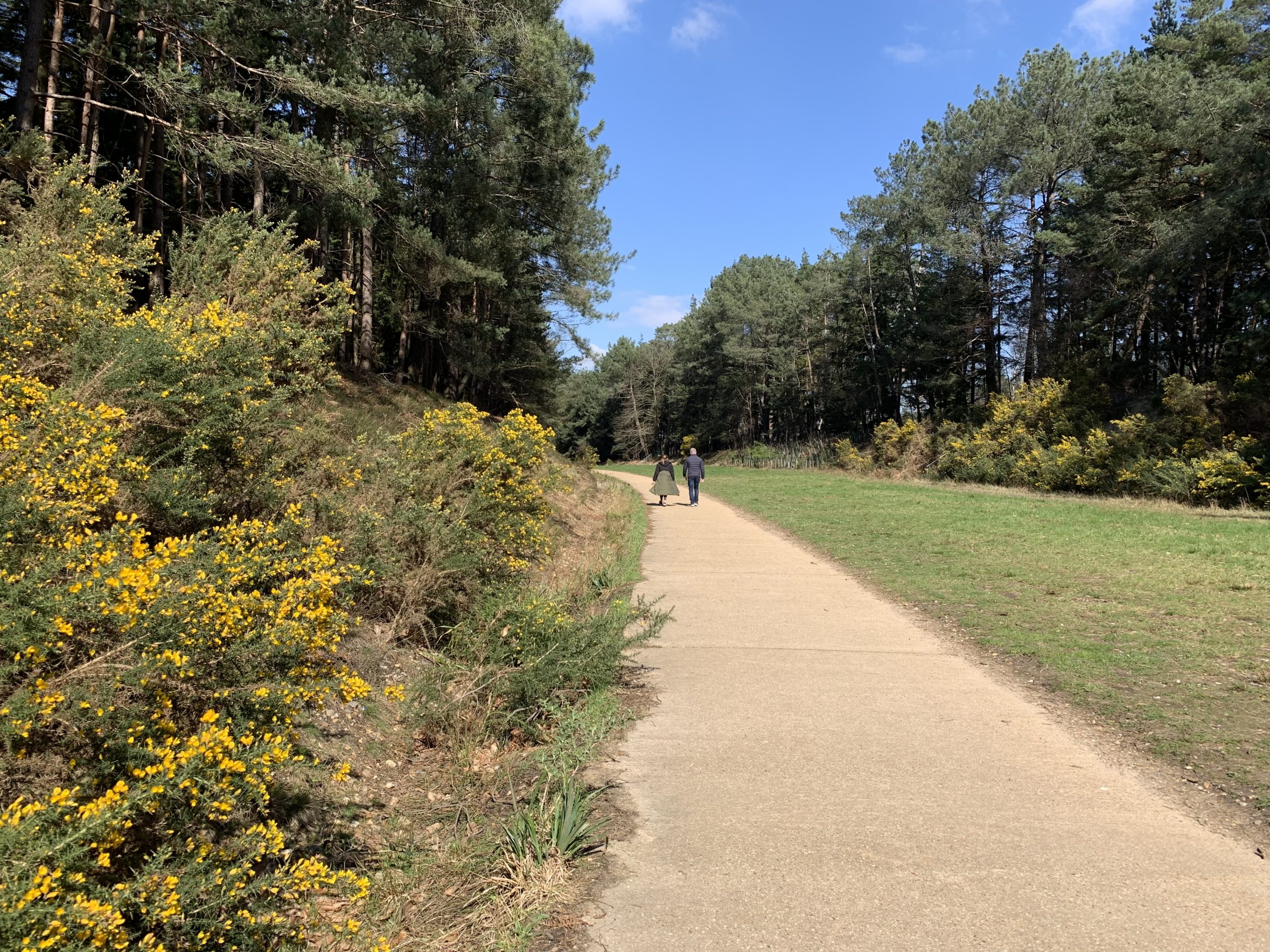 Photo of a a pair of people walking along a concrete track flanked by gorse bushes in flower.