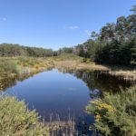 Photo of an attractive pond surrounded by pine trees.