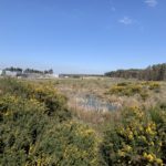 Photo of a wide open landscape, gorse bushes in the foreground and buildings in the distance.