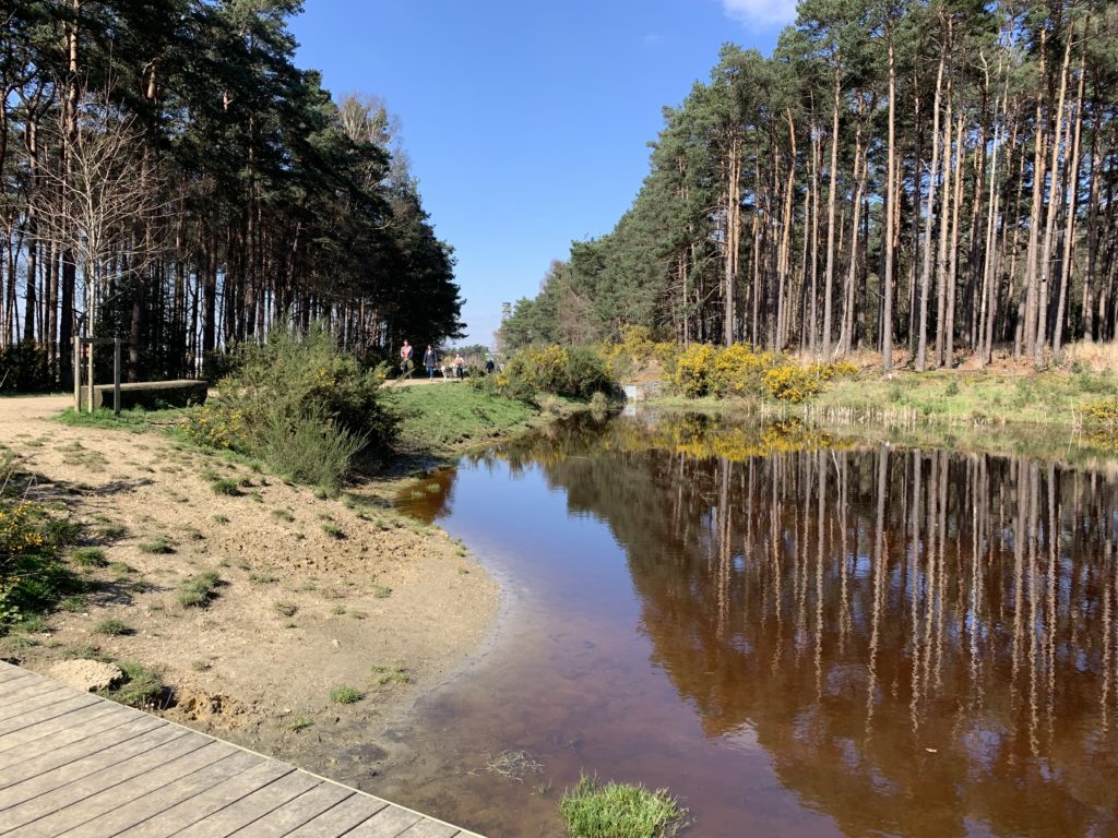 Photo of a pond with a shallow slope that leads into the water, suitable for dogs.