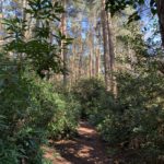 Photo of a narrow path through pine woodland and rhododendron.