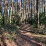 Photo of a path through pine woodland.