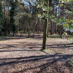 Photo of a path through pine woodland.