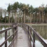 Photo of a long section of boardwalk that snakes across a wide pond.