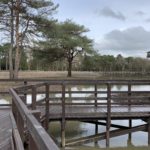 Photo of a section of boardwalk across a large pond, and in the distance is another section of boardwalk across the same pond.