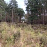 Photo looking across heathland, through trees to a view of the Peace Garden.