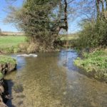 Photo of a river, very shallow with extremely clear water. A dog splashing happily.