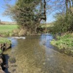 Photo of a river, very shallow with extremely clear water. A dog splashing happily.