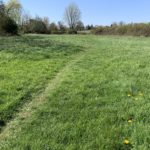 Photo of a grassy path through a green meadow.