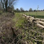 Photo of a newly laid hedge, just coming into leaf too!