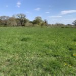 Photo of a large green meadow in spring.