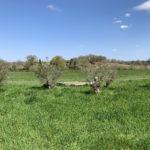 Photo of 5 olive trees in a green meadow.