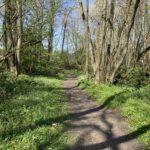 Photo of a woodland walk with lots of spring flowers.