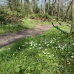 Photo of white Wood Anemones and yellow Lesser Celandines in flower.