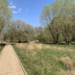 Photo looking along a wooden boardwalk, willow trees either side are coming into leaf