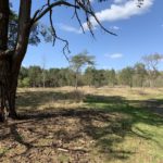 Photo of a fine old pine tree, with open space beyond.