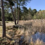 Photo of a pond full of dry reeds. Pine trees alongside and picnic tables.
