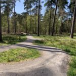 Photo of a surfaced bike track snaking through tall pine trees.