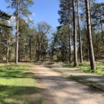 Photo of a wide walkway flanked by tall pine trees