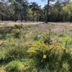 Photo of bright sunlight lighting up the yellow flowers of small gorse bushes