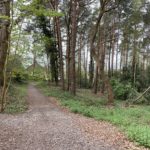 Photo of a wide, gravelly path that goes beneath tall trees.