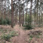 Photo taken looking down a narrow path running down a wooded slope.