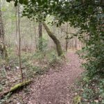 Photo of a woodland path framed by a holly bush.