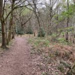 Photo of a woodland path and a mixture of deciduous and evergreen trees.