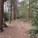 Photo taken looking up a narrow path running up a wooded slope.