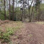 Photo of woodland, with fresh bracken starting to unfurl.