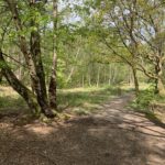 Photo of a path leading through an open area in the woodland. Spring greens.