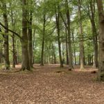 Photo of tall beech trees, with fresh green leaves.