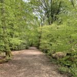 Photo of a spring scene. Fresh green leaves fill the woodland.