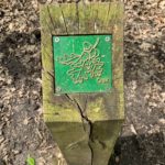 Photo of a post with an oak leaf relief on top - for brass rubbing / nature trail.